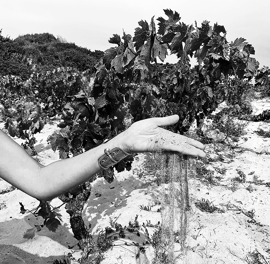 Terreno vigne - Tenuta La Sabbiosa