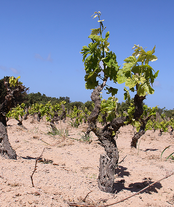 Vigneti - Tenuta La Sabbiosa