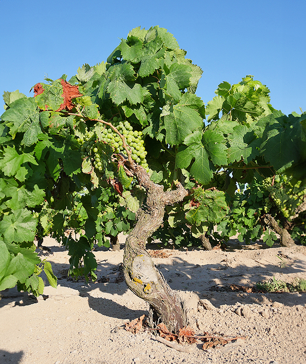 Piede franco Vineyards - Tenuta La Sabbiosa